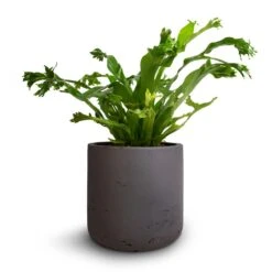 Asplenium Crissie Amy - Bird's Nest Fern -Hortology Plants Shop Asplenium Crissie Amy Bird s Nest Fern 12x20cm Charlie Plant Pot Black Washed 15x15cm