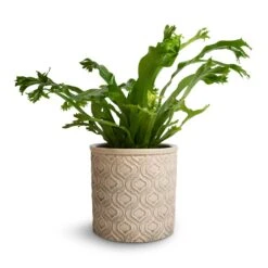 Asplenium Crissie Amy - Bird's Nest Fern -Hortology Plants Shop Asplenium Crissie Amy Bird s Nest Fern 12x20cm Venetian Plant Pot Grey 14x12cm