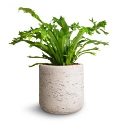 Asplenium Crissie Amy - Bird's Nest Fern -Hortology Plants Shop Asplenium Crissie Amy Birds Nest Fern 12x25cm Charlie Plant Pot Grey Washed 15x15cm