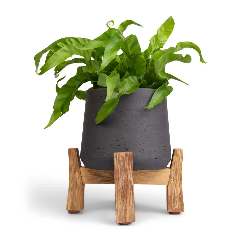 Patt Plant Pot - Low Stand - Black Washed 4 Patt Plant Pot - Low Stand - Black Washed - Image 2