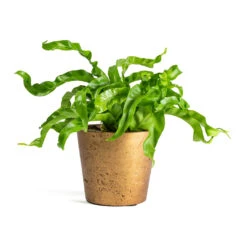 Asplenium Hurricane - Twisted Bird's Nest Fern -Hortology Plants Shop Asplenium Hurricane Twisted Birds Nest Fern Mini Bucket Plant Pot Metallic Copper