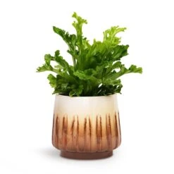 Asplenium Leslie - Crested Birds Nest Fern -Hortology Plants Shop Asplenium Leslie Crested Birds Nest Fern 12x20cm Alice Plant Pot Caramel 15x14cm
