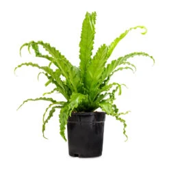 Asplenium Osaka - Japanese Bird's Nest Fern -Hortology Plants Shop Asplenium Osaka Japanese Bird s Nest Fern 17x50cm 2