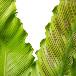 Asplenium Osaka - Japanese Bird's Nest Fern -Hortology Plants Shop Asplenium Osaka Japanese Bird s Nest Fern 17x50cm