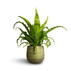Lydia Plant Pot - Shiny Green 33 Lydia Plant Pot - Shiny Green -Hortology Plants Shop Asplenium Osaka Japanese Bird s Nest Fern 17x50cm Lydia Plant Pot Shiny Green 22x20cm