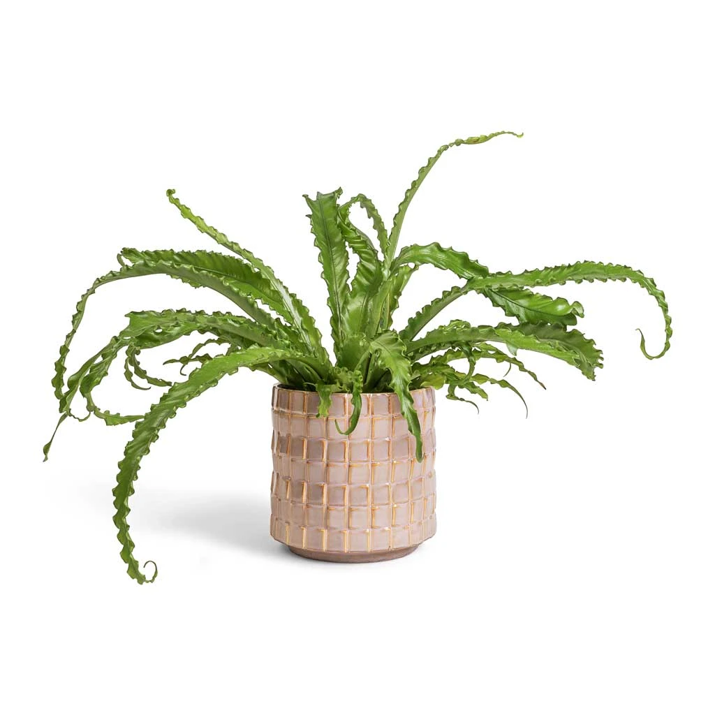 Stian Plant Pot - Soft Nougat 13 Stian Plant Pot - Soft Nougat - Image 11