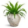 Asplenium Osaka - Japanese Bird's Nest Fern 2 Asplenium Osaka - Japanese Bird's Nest Fern -Hortology Plants Shop Asplenium Osaka Japanese Bird s Nest Fern 17x50cm Zeus Mediterranean Planter Chalk White 37x32cm