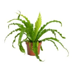 Asplenium Osaka - Japanese Bird's Nest Fern -Hortology Plants Shop Asplenium Osaka Japanese Birds Nest Fern 12x25cm