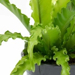 Asplenium Osaka - Japanese Bird's Nest Fern -Hortology Plants Shop Asplenium Osaka Japanese Birds Nest Fern Leaves