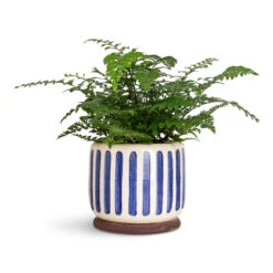 Asplenium Parvati - Mother Fern -Hortology Plants Shop Asplenium Parvati 17x40cm Stripe Pot Blue 12x18cm