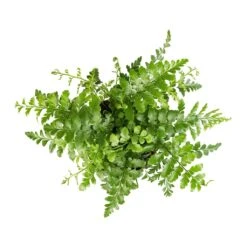 Asplenium Parvati - Mother Fern -Hortology Plants Shop Asplenium Parvati Mother Fern 12x25cm 1