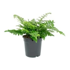 Asplenium Parvati - Mother Fern -Hortology Plants Shop Asplenium Parvati Mother Fern