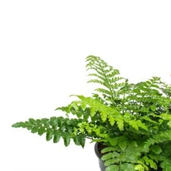 Asplenium Parvati - Mother Fern -Hortology Plants Shop Asplenium Parvati Mother Fern Fronds