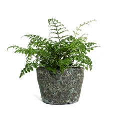 Asplenium Parvati - Mother Fern -Hortology Plants Shop Asplenium Parvati Mother Fern Lava Couple Straight Relic Planter Jade fd5acf25 83f4 43bf 87de 017d92b23803