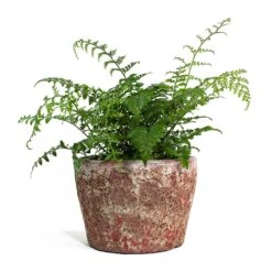 Asplenium Parvati - Mother Fern -Hortology Plants Shop Asplenium Parvati Mother Fern Lava Couple Straight Relic Planter Pink 8822c758 16f2 4670 b504 4e6ec69e1b79