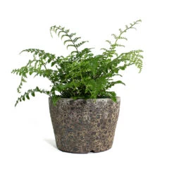 Asplenium Parvati - Mother Fern -Hortology Plants Shop Asplenium Parvati Mother Fern Lava Couple Straight Relic Planter Rust 3edd8857 f21d 48a6 b9e8 9cc5d9258642