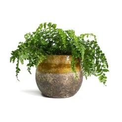 Asplenium Parvati - Mother Fern -Hortology Plants Shop Asplenium Parvati Mother Fern Lindy Plant Pot Ochre 54579a56 2c38 4b71 94e7 d9a986ec4a05