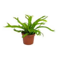 Asplenium Crissie Amy - Bird's Nest Fern -Hortology Plants Shop Asplenium amy