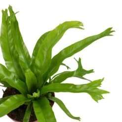 Asplenium Crissie Amy - Bird's Nest Fern -Hortology Plants Shop Asplenium amy Leaves