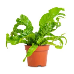 Asplenium Hurricane - Twisted Bird's Nest Fern -Hortology Plants Shop Asplenium antiquum Hurricane Twisted Bird s Nest Fern 12x20cm