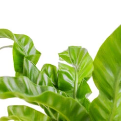 Asplenium Hurricane - Twisted Bird's Nest Fern -Hortology Plants Shop Asplenium antiquum Hurricane Twisted Bird s Nest Fern SWATCH