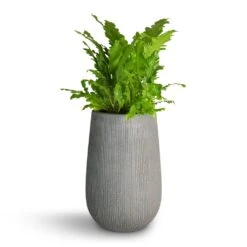 Patt High Ridged Planter - Dark Grey -Hortology Plants Shop Asplenium nidus Campio Champion s Bird s Nest Fern 17x40cm Patt High Plant Vase Ridged Dark Grey 29x43cm 7f4238f1 3f2a 481a 87e6 a8f4f846e66c