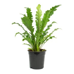 Asplenium Nidus Campio - Champion's Bird's Nest Fern 17 Asplenium Nidus Campio - Champion's Bird's Nest Fern -Hortology Plants Shop Asplenium nidus Campio Champions Birds Nest Fern 17cm New