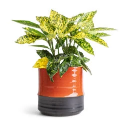 Aucuba Japonica Variegata - Gold Dust Plant -Hortology Plants Shop Aucuba japonica Variegata Gold Dust Plant 14x35cm Marlijn Plant Pot Coral 17x16cm