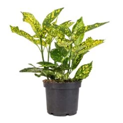 Aucuba Japonica Variegata - Gold Dust Plant -Hortology Plants Shop Aucuba japonica Variegata Gold Dust Plant