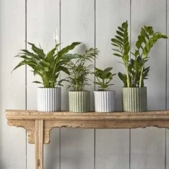 Azalea Ribbed Plant Pot - Speckled Green Stone -Hortology Plants Shop Azalea Ribbed Plant Pot Speckled Green Grey Stone