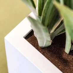 Balcony Essentials Planter - Matt White 10 Balcony Essentials Planter - Matt White -Hortology Plants Shop Balcony Planter Matt White Close Up