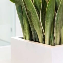 Balcony Essentials Planter - Matt White 12 Balcony Essentials Planter - Matt White -Hortology Plants Shop Balcony Planter Matt White Sansevieria