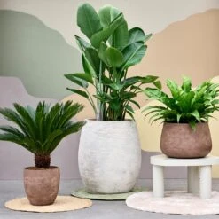 Algar Balloon Planter - White -Hortology Plants Shop Baq Algar Balloon White