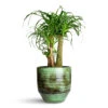 Beaucarnea - Pony Tail Palm - Branched -Hortology Plants Shop Beaucarnea Branched 29x90cm Sanna Plant Pot Moss Green 33x30cm