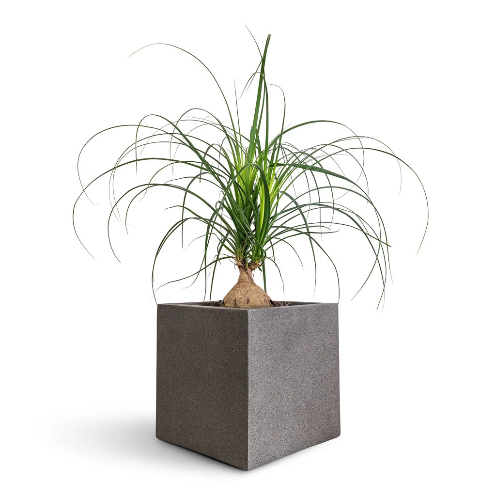 Grigio Cube Planter - Natural Concrete 4 Grigio Cube Planter - Natural Concrete - Image 2