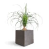 Beaucarnea - Pony Tail Palm - Orb -Hortology Plants Shop Beaucarnea Orb 17x75cm Grigio Cube Planter Natural Concrete 30x30x30cm