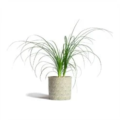 Beaucarnea - Pony Tail Palm - Head 18 Beaucarnea - Pony Tail Palm - Head -Hortology Plants Shop Beaucarnea Pony Tail Palm Head 12x45cm Venetian Plant Pot Grey 16x14cm