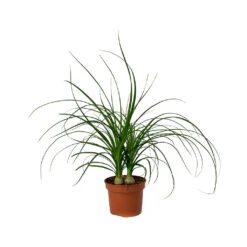 Beaucarnea - Pony Tail Palm - Head 22 Beaucarnea - Pony Tail Palm - Head -Hortology Plants Shop Beaucarnea Pony Tail Palm Head