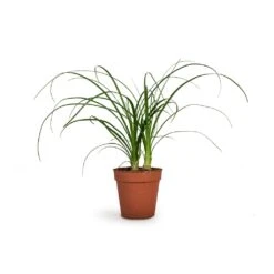Beaucarnea - Pony Tail Palm - Head 15 Beaucarnea - Pony Tail Palm - Head -Hortology Plants Shop Beaucarnea Pony Tail Palm Head 9x30cm