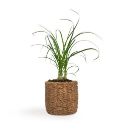 Beaucarnea - Pony Tail Palm - Head 17 Beaucarnea - Pony Tail Palm - Head -Hortology Plants Shop Beaucarnea Pony Tail Palm Head 9x30cm Gina Plant Pot Natural 12x11cm