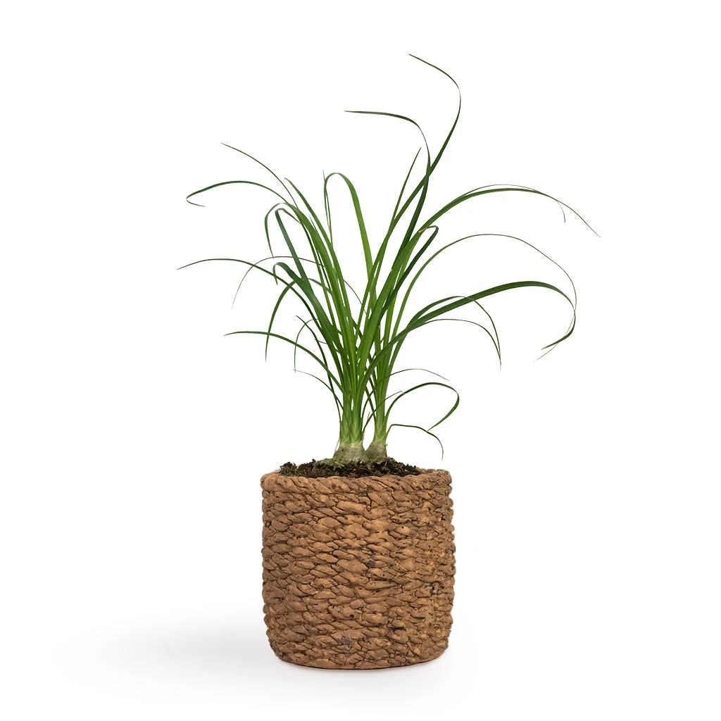 Beaucarnea - Pony Tail Palm - Head 7 Beaucarnea - Pony Tail Palm - Head - Image 5