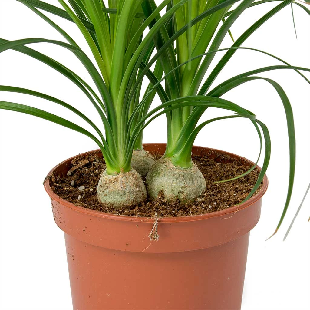 Beaucarnea - Pony Tail Palm - Head 4 Beaucarnea - Pony Tail Palm - Head - Image 2