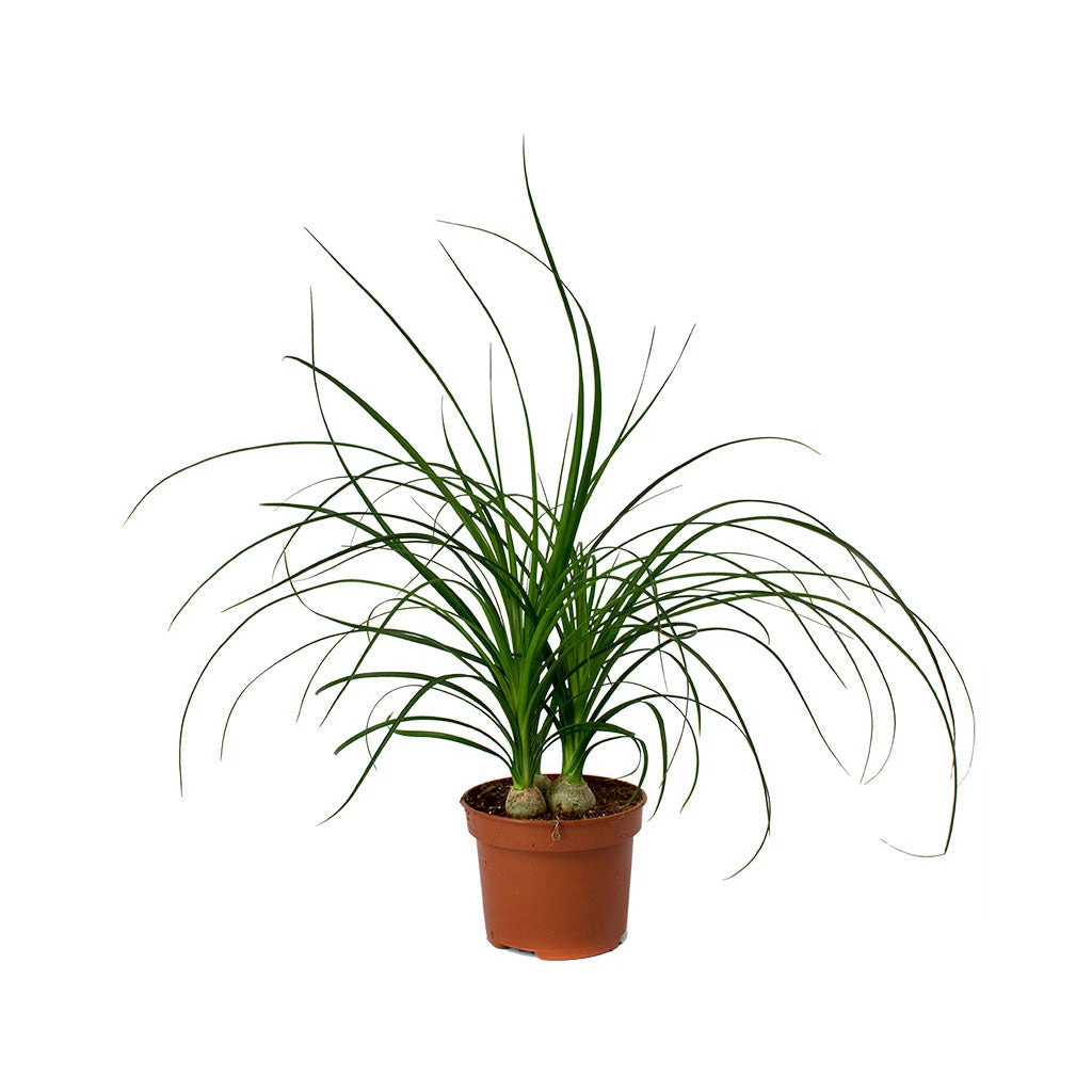 Beaucarnea - Pony Tail Palm - Head 12 Beaucarnea - Pony Tail Palm - Head - Image 10