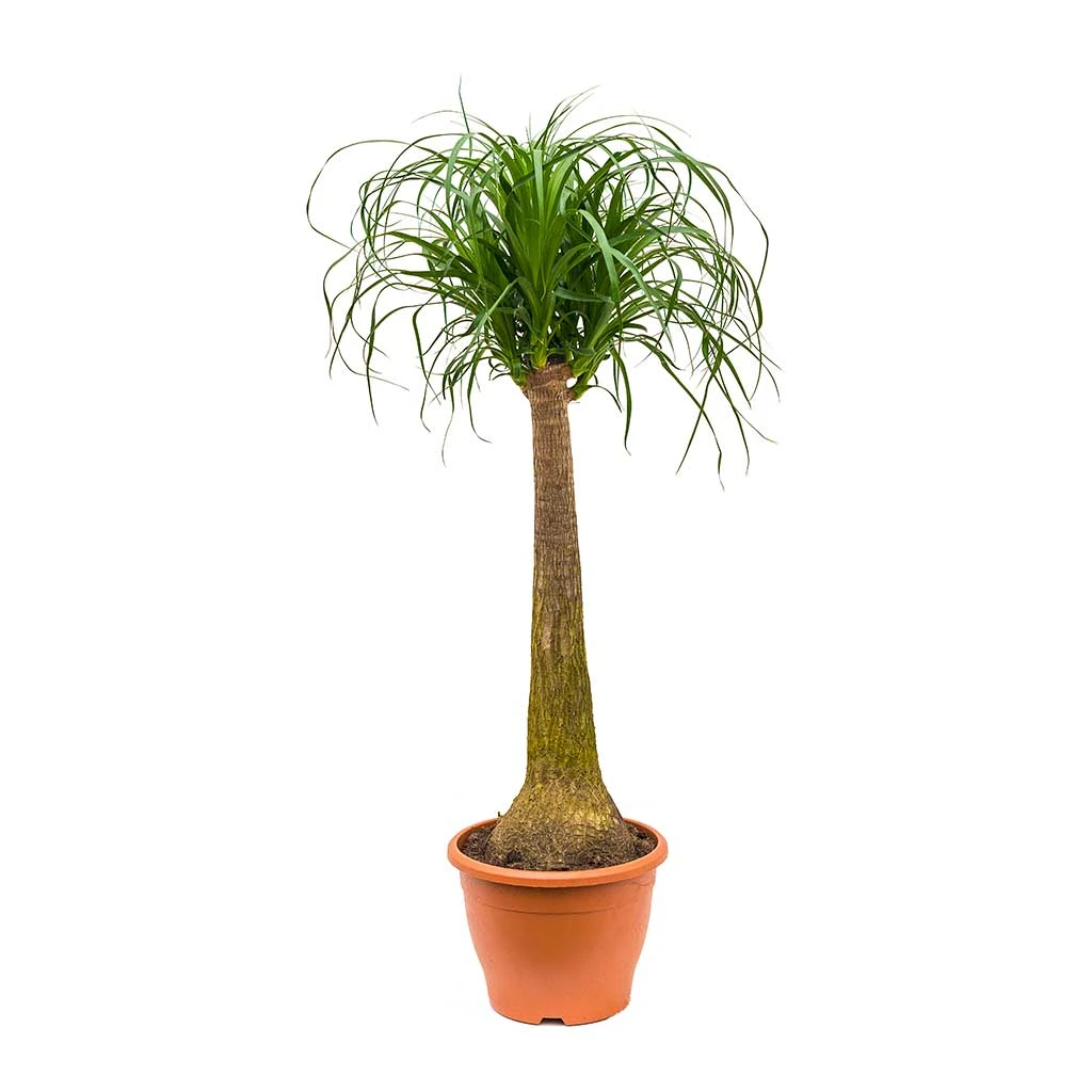 Beaucarnea - Pony Tail Palm - Single Stem 17 Beaucarnea - Pony Tail Palm - Single Stem - Image 15