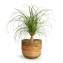 Beaucarnea - Pony Tail Palm - Single Stem 24 Beaucarnea - Pony Tail Palm - Single Stem -Hortology Plants Shop Beaucarnea Pony Tail Palm Single Stem 14x35cm Jane Plant Baskets Set5 Desert 503728da 1ef3 46cd 82a7 80a9a858e30a