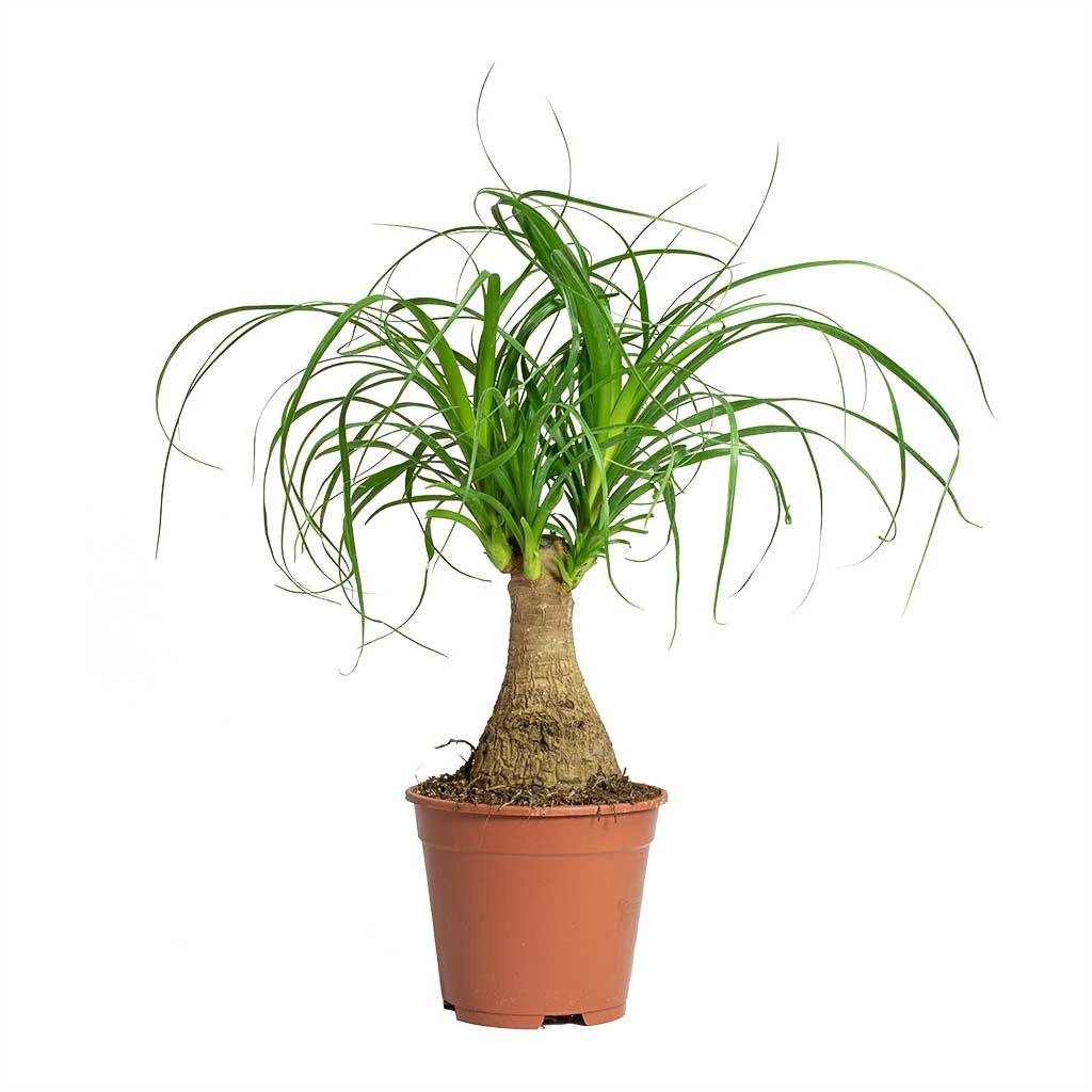 Beaucarnea - Pony Tail Palm - Single Stem 13 Beaucarnea - Pony Tail Palm - Single Stem - Image 11