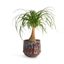 Beaucarnea - Pony Tail Palm - Single Stem 25 Beaucarnea - Pony Tail Palm - Single Stem -Hortology Plants Shop Beaucarnea Pony Tail Palm Single Stem 19x60cm Noud Plant Pot Marrakesh 26x22cm 19c824a1 2309 4a76 8967 3aeaa074d12e