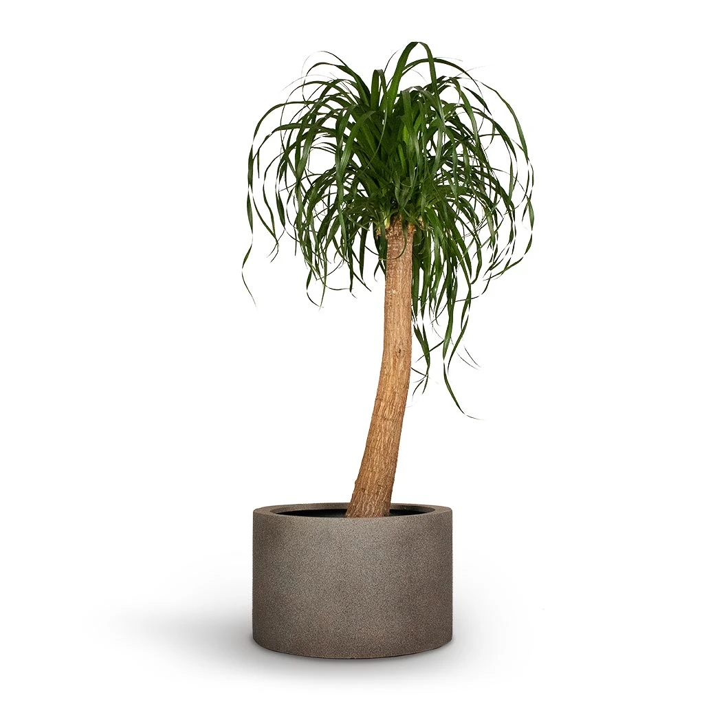 Beaucarnea - Pony Tail Palm - Single Stem 15 Beaucarnea - Pony Tail Palm - Single Stem - Image 13