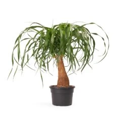 Beaucarnea - Pony Tail Palm - Single Stem 35 Beaucarnea - Pony Tail Palm - Single Stem -Hortology Plants Shop Beaucarnea Pony Tail Palm Single Stem 45cm cb626979 d715 4d9f aa65 48b09f061a33