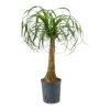 Beaucarnea - Pony Tail Palm - Single Stem - HydroCare -Hortology Plants Shop Beaucarnea Pony Tail Palm Single Stem Hydroculture Indoor Plant Large